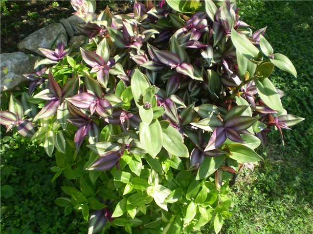 tradescantia